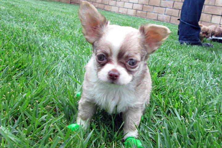 The floppier the ear, the cuter I am!