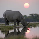 A black rhino arrives early at a secret waterhole to join a nighttime gathering of sometimes 15 or so other rhinos. The Africa crew captured this unique behavior for the first, but possibly the last time – as poaching of black rhino has risen to a shocking level in the last five years.