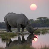 A black rhino arrives early at a secret waterhole to join a nighttime gathering of sometimes 15 or so other rhinos. The Africa crew captured this unique behavior for the first, but possibly the last time – as poaching of black rhino has risen to a shocking level in the last five years.