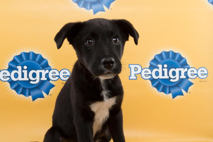 Aria Puppy Bowl