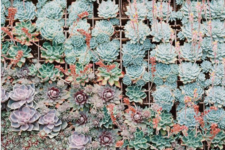 Succulent