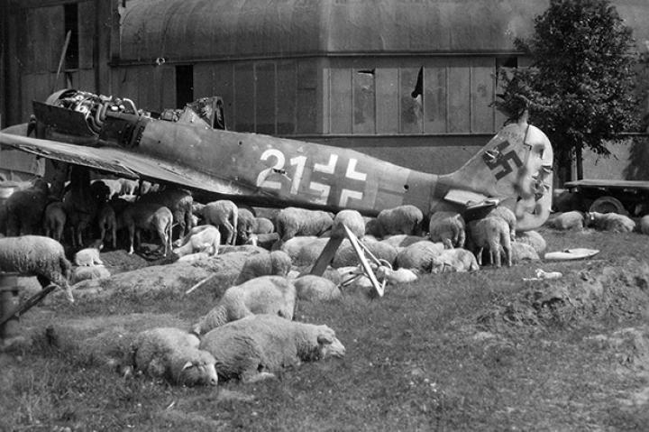 A Wulf among the sheep. This Focke-Wulf Fw 190A-8 fighter was downed in the vicinity of Nuremberg, Bavaria.