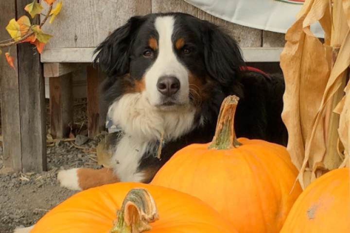 Sully at Roloff Farms by pumpkins