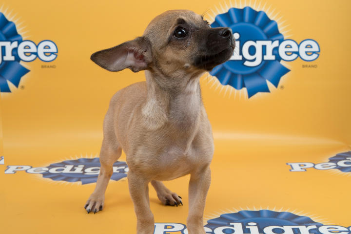 Arielle Puppy Bowl 11