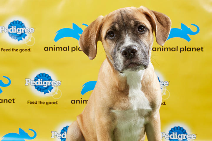 Puppy Bowl XV