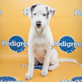 Keno puppy bowl