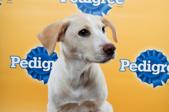 Bailey Puppy Bowl 11