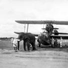 The British used elephants as well, in this case to pull a seaplane into position at Fleet Air Arm station in India, 1944.
