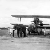The British used elephants as well, in this case to pull a seaplane into position at Fleet Air Arm station in India, 1944.