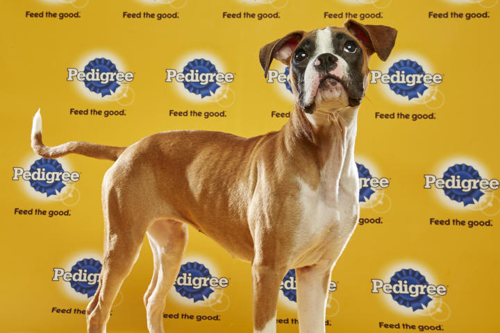 Puppy Bowl XII, Amber
