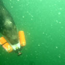 A California sea lion participates in a training swim as part of the Space and Naval Warfare Systems Center's Shallow Water Intruder Detection System (SWIDS) program, 2003.