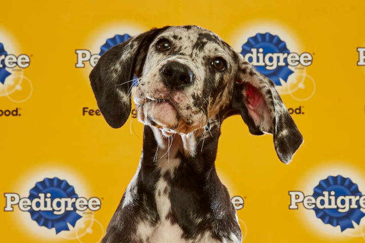 Puppy Bowl XII