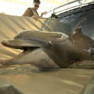 Spetz the dolphin awaits a training mission aboard the USS Gunston Hall in the Arabian Gulf in support of Operation Iraqi Freedom. Highly-trained bottle-nose dolphins such as Spetz conducted mine counter measure operations to clear shipping lanes in a highly volatile and strategic area.