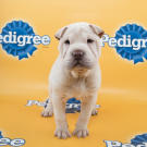 Keno puppy bowl