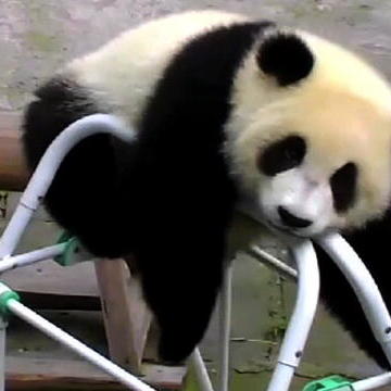 Playtime With the Pandas