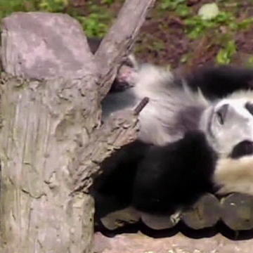 Pandas Get Comfortable