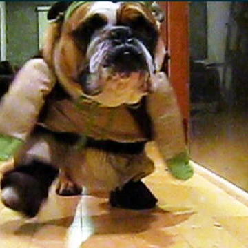 dogs animal planet dogs animal planet