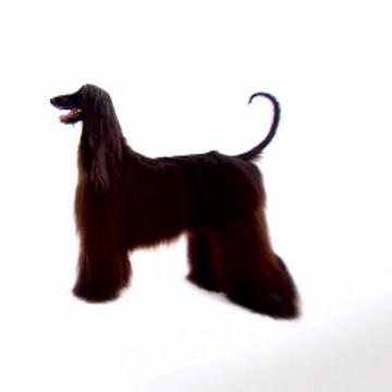 dogs animal planet dogs animal planet