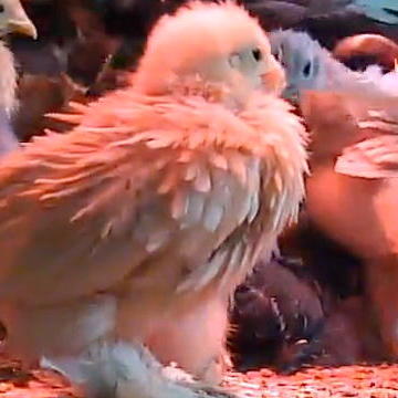Baby Chicks Live Cam Highlights