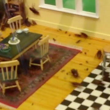 Roaches Dumped in Dollhouse For Live Cam
