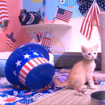 Kittens Celebrate July 4th