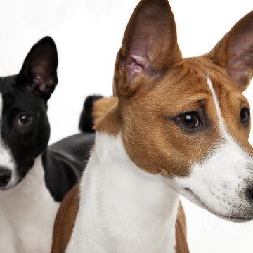 Basenji Dogs 101 Animal Planet