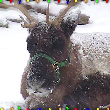 Reindeer Cam Highlights