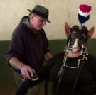 Nicole relaxes while her handler grooms her.