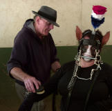 Nicole relaxes while her handler grooms her.