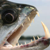 http://r.ddmcdn.com/s_f/o_1/cx_155/cy_0/cw_450/ch_450/w_162/APL/uploads/2014/06/killer-fish-piranha-pictures3.jpg