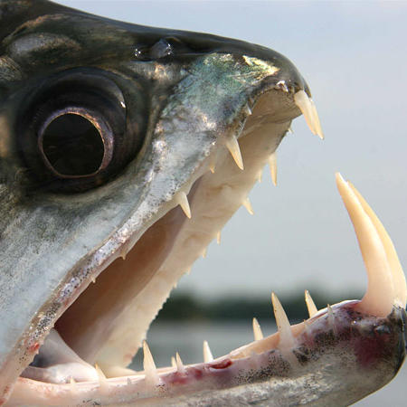 14 Videos On Why You Should Avoid Monstrous, Flesh-Eating Piranhas