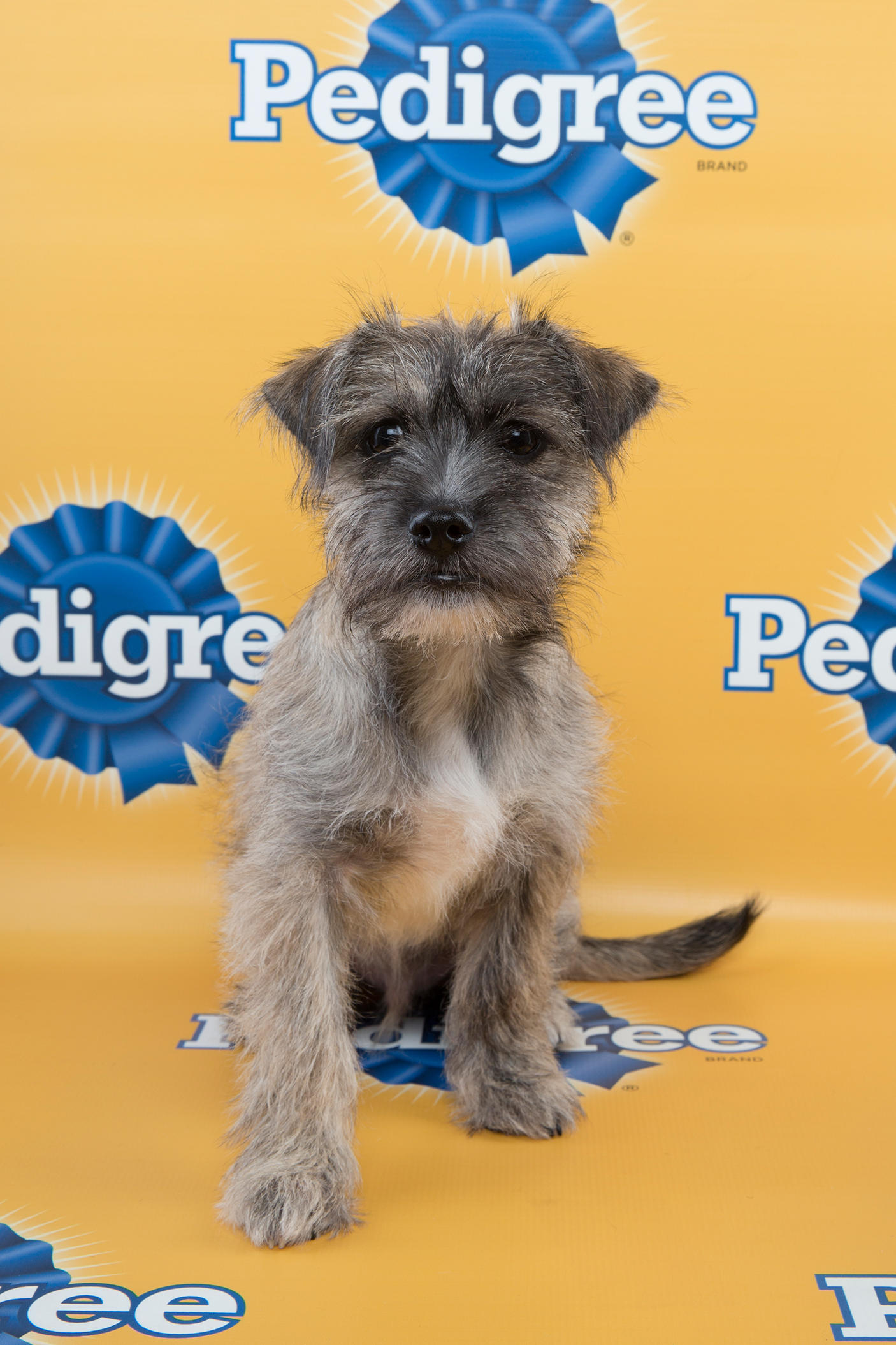 Oscar marcus Puppy Bowl 11, puppy bowl xi, puppy bowl, starting lineup, lineup, puppy, puppies