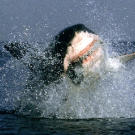 A great white shark launches from the water during an attack off the coast of Seal Island in South Africa. The breaching behavior of great white sharks was a complete surprise to everyone, most shark scientists included, when