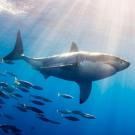 Great White Shark Followed by Schooling Fish (Carcharodon cacharias).The great white shark is the most famous of all sharks and has been implicated in many attacks on man. Guadalupe Island, Mexico.