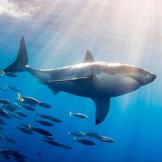 Great White Shark Followed by Schooling Fish (Carcharodon cacharias).The great white shark is the most famous of all sharks and has been implicated in many attacks on man. Guadalupe Island, Mexico.