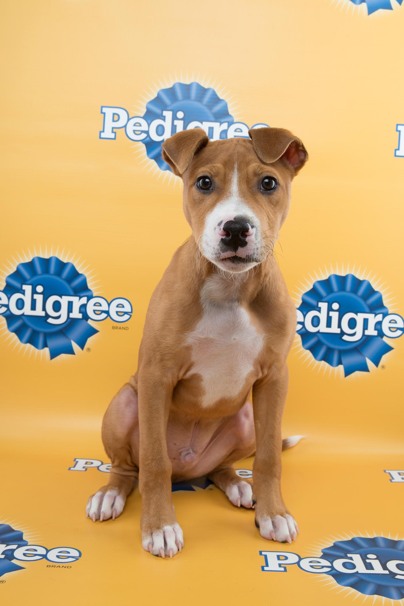 Jamison Puppy Bowl 11, puppy bowl xi, puppy bowl, starting lineup, lineup, puppy, puppies