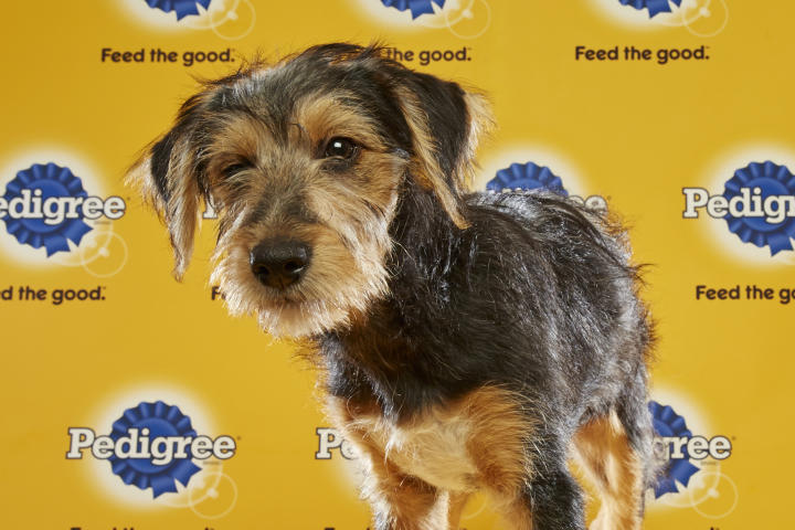 Puppy Bowl XII, Barkadeer