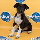 Keno puppy bowl