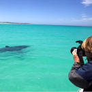 A 13-foot great white shark relaxes in less than 6 feet of water in Gaans Bay, South Africa. Great White Invasion investigates why, over the past decade, these massive sharks have been patrolling coasts and popular beaches in record numbers.