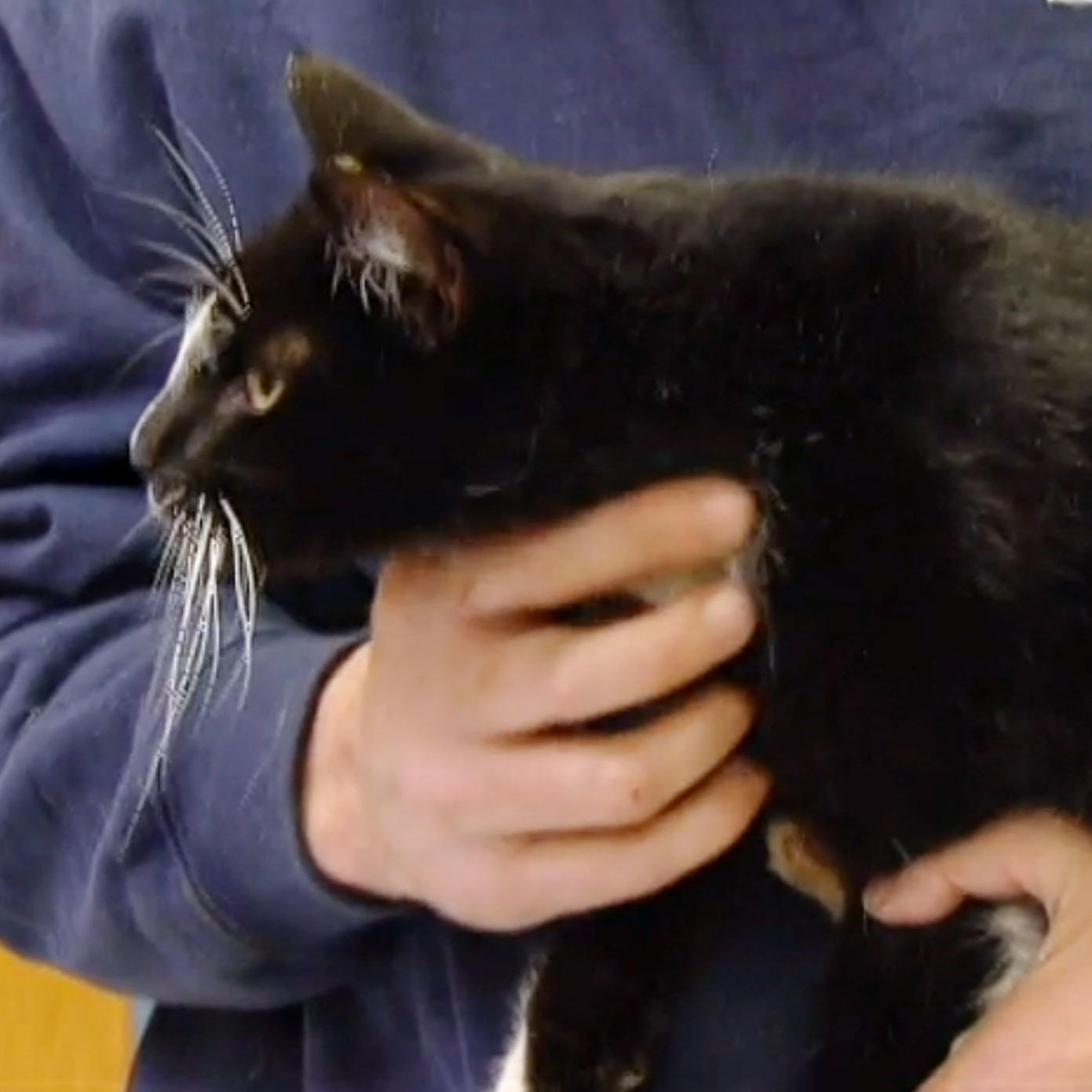 Houston Animal Cops Animal