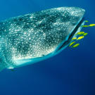 Whale Shark (Rincodon typus) prepares to consume Golden Trevally.