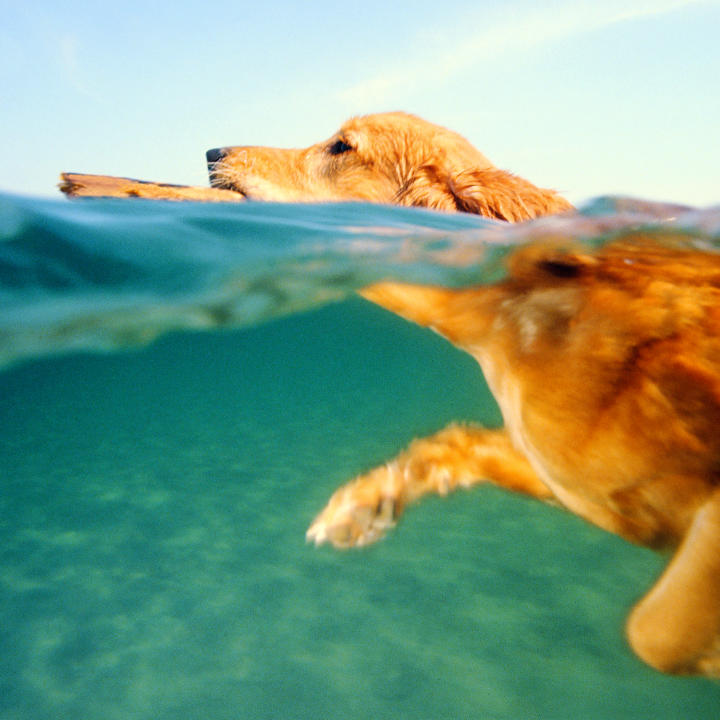 Dog Behavior Dog Behavior Animal