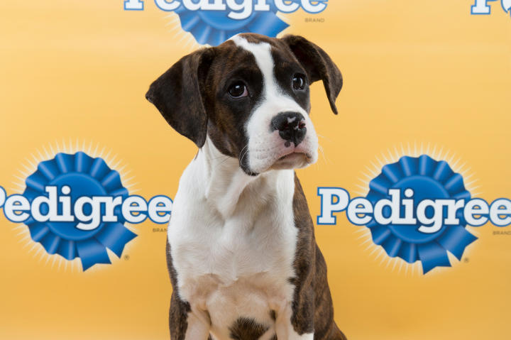 Aaron Puppy Bowl 11