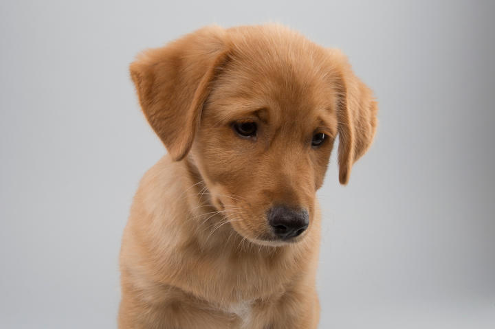 Puppy Bowl 11, Papi