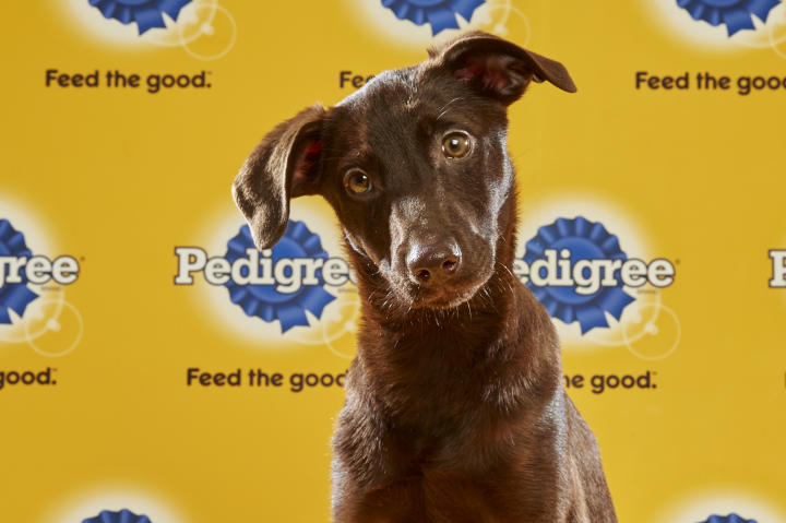 Puppy Bowl XII, Bliss