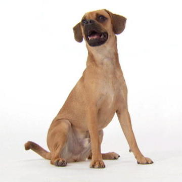 dogs animal planet dogs animal planet