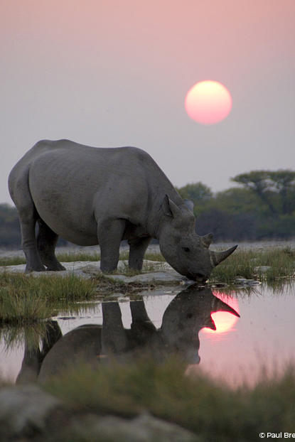 A black rhino arrives early at a secret waterhole to join a nighttime gathering of sometimes 15 or so other rhinos. The Africa crew captured this unique behavior for the first, but possibly the last time – as poaching of black rhino has risen to a shocking level in the last five years.