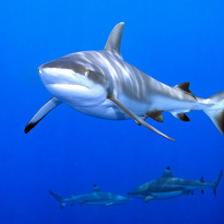 Wild Animals | Animal Planet