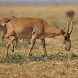 saiga-antelope-strange-animals