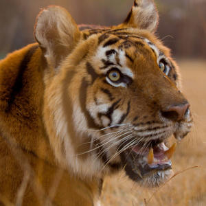 21 Surprising Tiger Facts Prove These Big Cats Are Amazing Animal Planet So majestic, powerful and fierce but yet, so endangered and vulnerable. animal planet